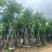 宫粉紫荆基地直销规格齐全有需要的老板欢迎来电洽谈合作