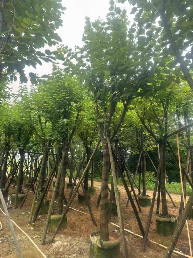 宫粉紫荆基地直销规格齐全有需要的老板欢迎来电洽谈合作
