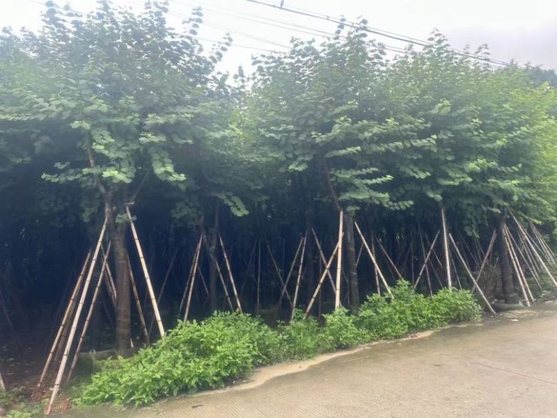 宫粉紫荆基地直销规格齐全有需要的老板欢迎来电洽谈合作