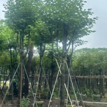宫粉紫荆基地直销规格齐全有需要的老板欢迎来电洽谈合作