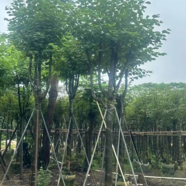 宫粉紫荆基地直销规格齐全有需要的老板欢迎来电洽谈合作