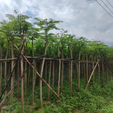 凤凰树/凤凰木基地直销规格齐全有需要的老板欢迎来电洽谈