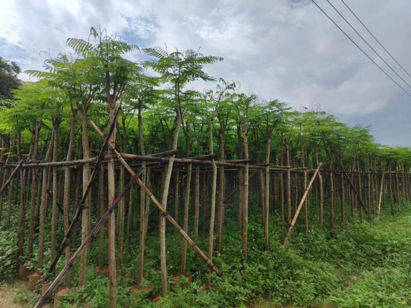 凤凰树/凤凰木基地直销规格齐全有需要的老板欢迎来电洽谈