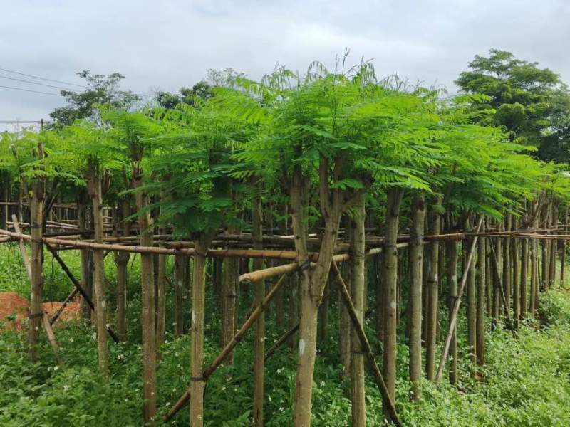 凤凰树/凤凰木基地直销规格齐全有需要的老板欢迎来电洽谈