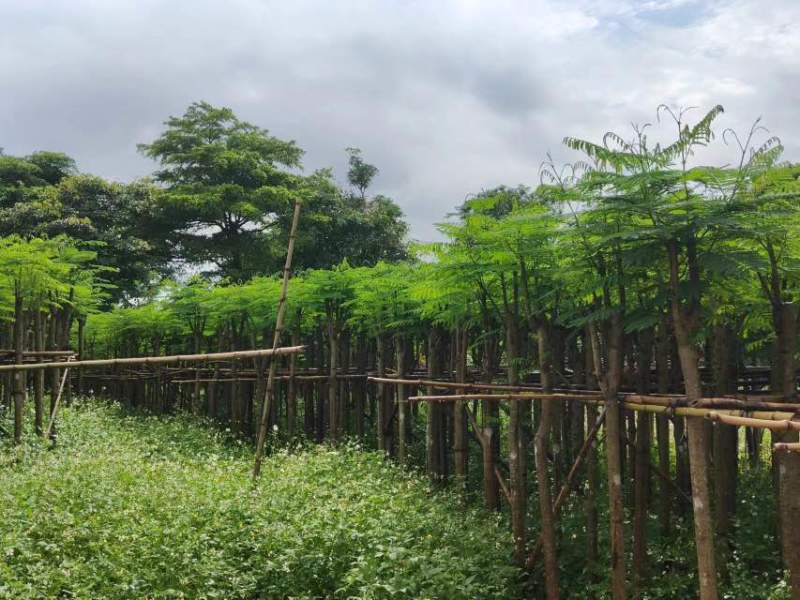 凤凰树/凤凰木基地直销规格齐全有需要的老板欢迎来电洽谈