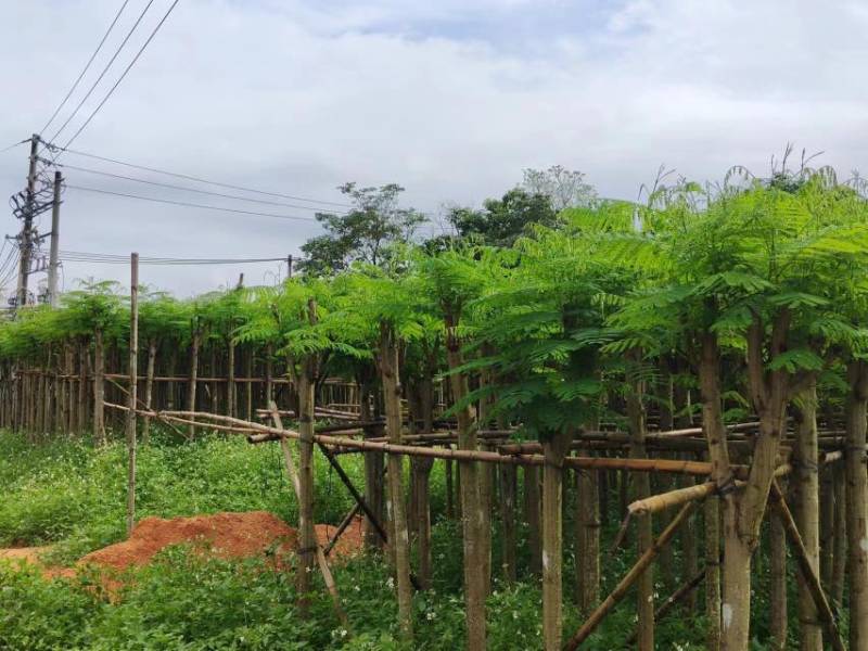 凤凰树/凤凰木基地直销规格齐全有需要的老板欢迎来电洽谈