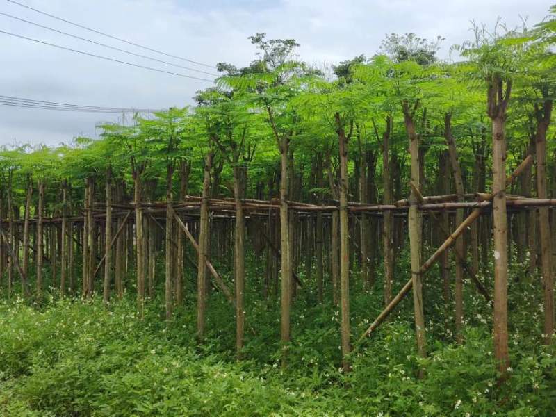 凤凰树/凤凰木基地直销规格齐全有需要的老板欢迎来电洽谈