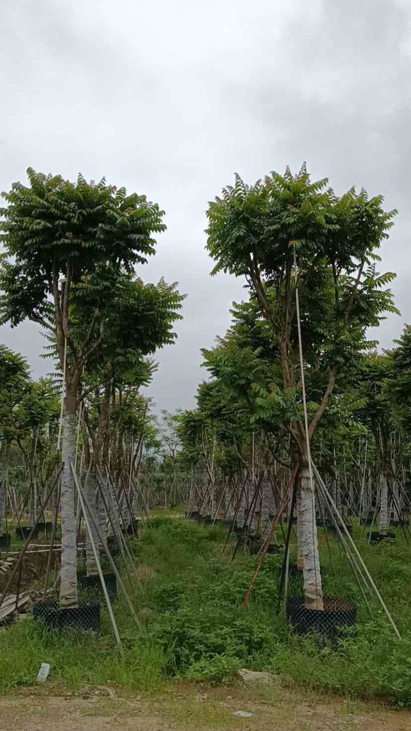 骨架麻楝基地直销规格齐全有需要的老板欢迎来电洽谈合作