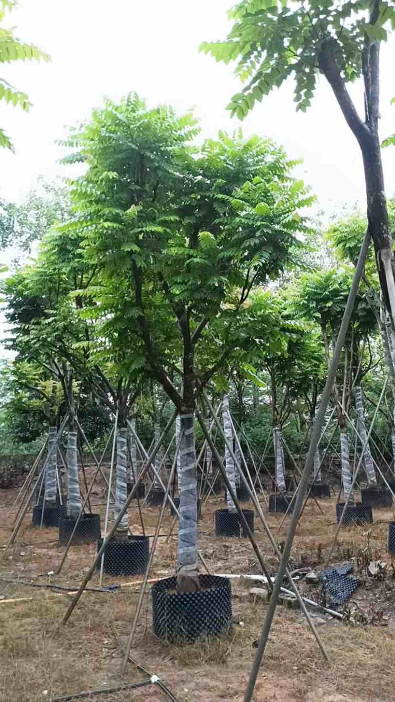骨架麻楝基地直销规格齐全有需要的老板欢迎来电洽谈合作