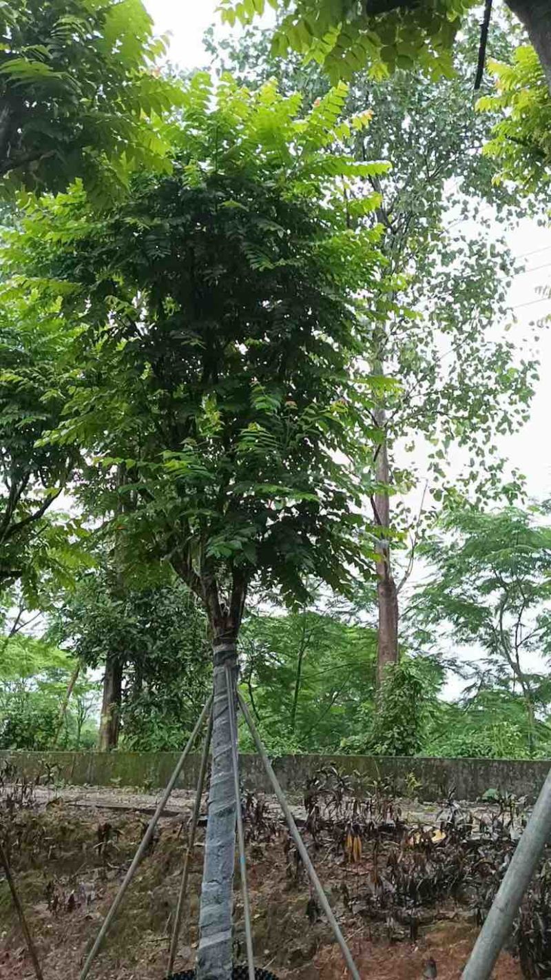 骨架麻楝基地直销规格齐全有需要的老板欢迎来电洽谈合作