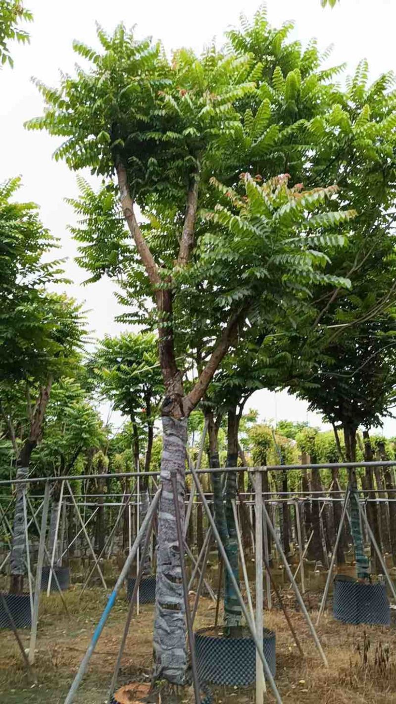 骨架麻楝基地直销规格齐全有需要的老板欢迎来电洽谈合作