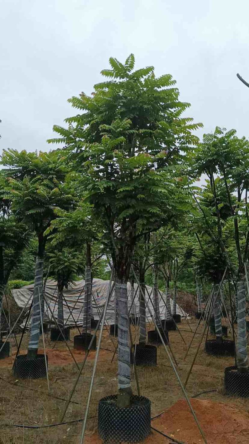 骨架麻楝基地直销规格齐全有需要的老板欢迎来电洽谈合作