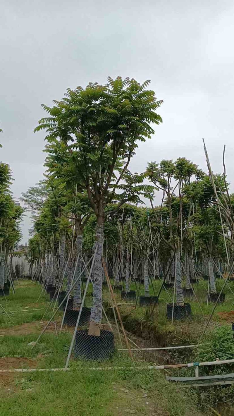 骨架麻楝基地直销规格齐全有需要的老板欢迎来电洽谈合作