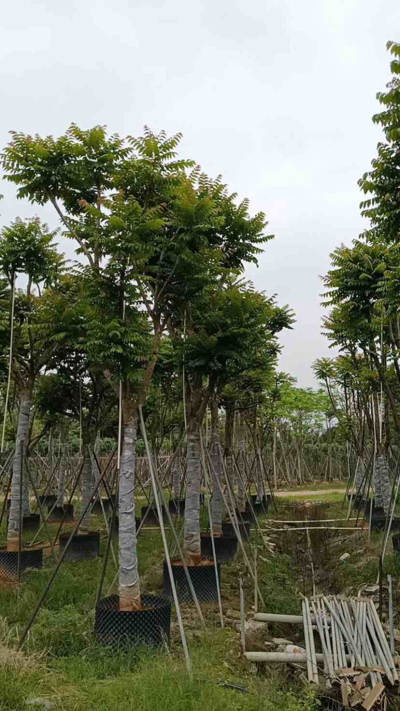 骨架麻楝基地直销规格齐全有需要的老板欢迎来电洽谈合作