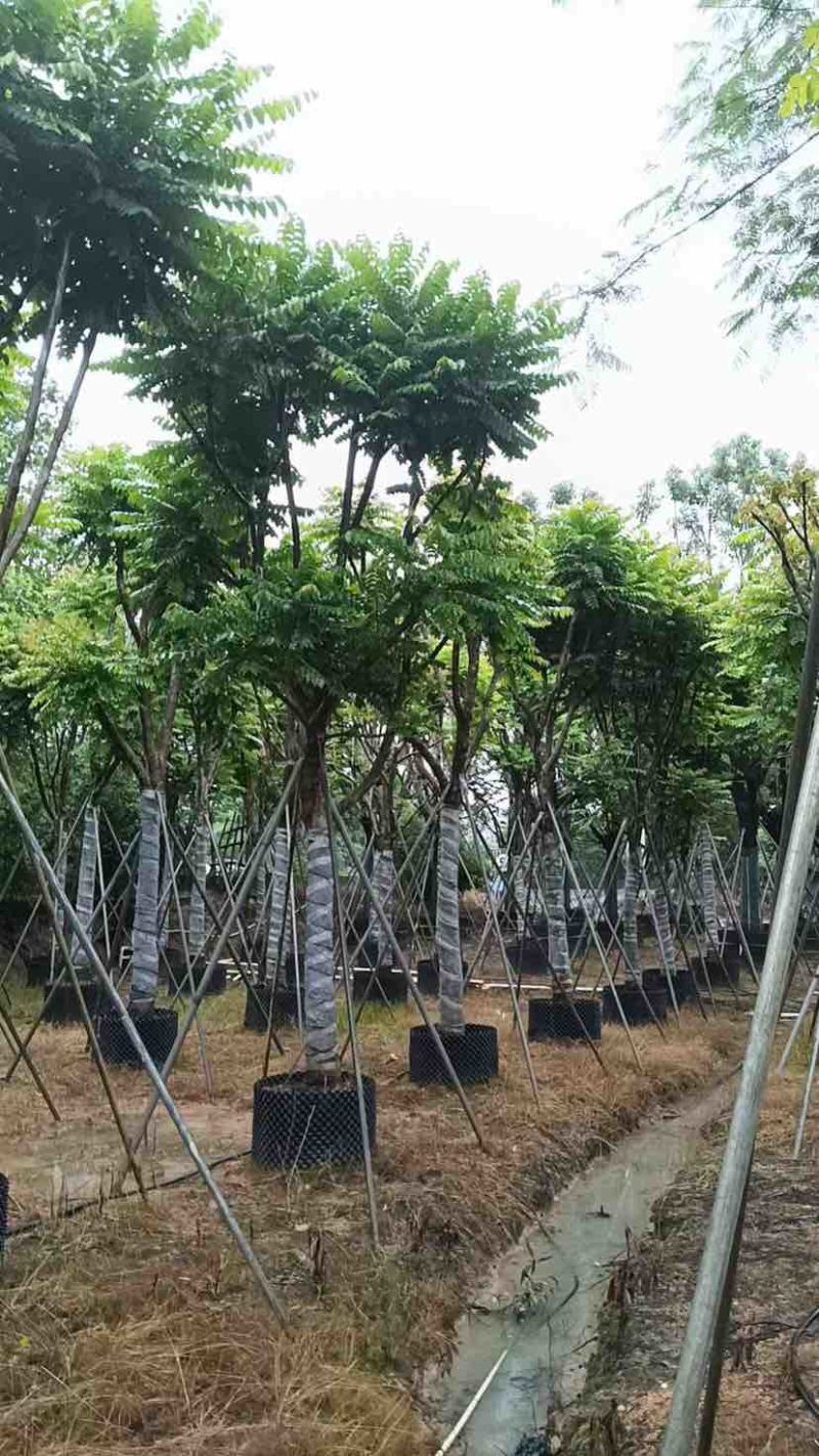 骨架麻楝基地直销规格齐全有需要的老板欢迎来电洽谈合作