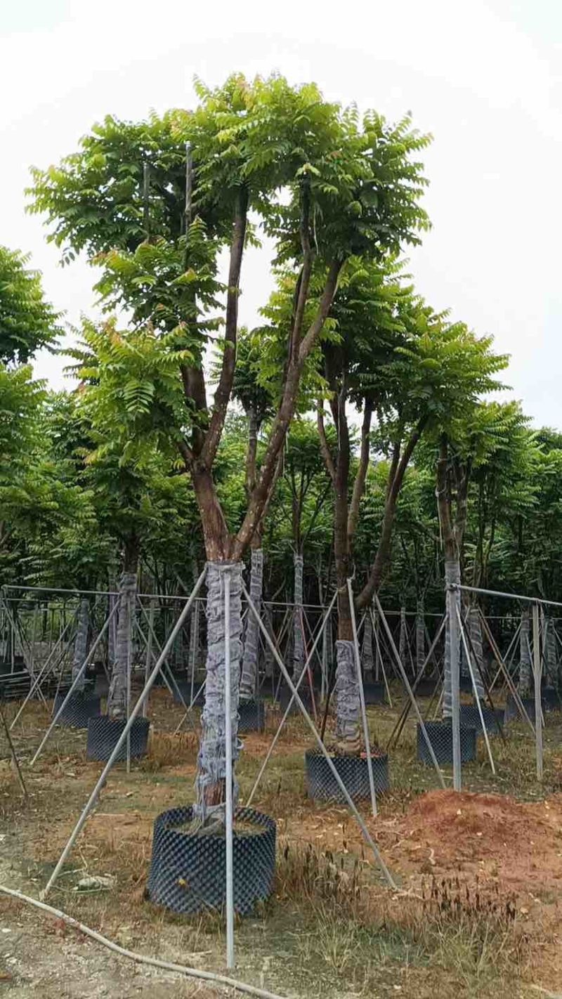 骨架麻楝基地直销规格齐全有需要的老板欢迎来电洽谈合作