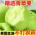 山东沂蒙山辽伏苹果大量上市对接各大电商/市场/商超/赶集零售