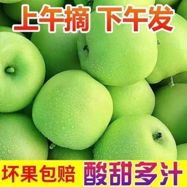 山东沂蒙山辽伏苹果大量上市对接各大电商/市场/商超/赶集零售