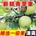 山东沂蒙山辽伏苹果大量上市对接各大电商/市场/商超/赶集零售