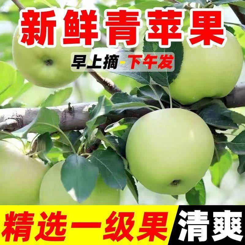 山东沂蒙山辽伏苹果大量上市对接各大电商/市场/商超/赶集零售