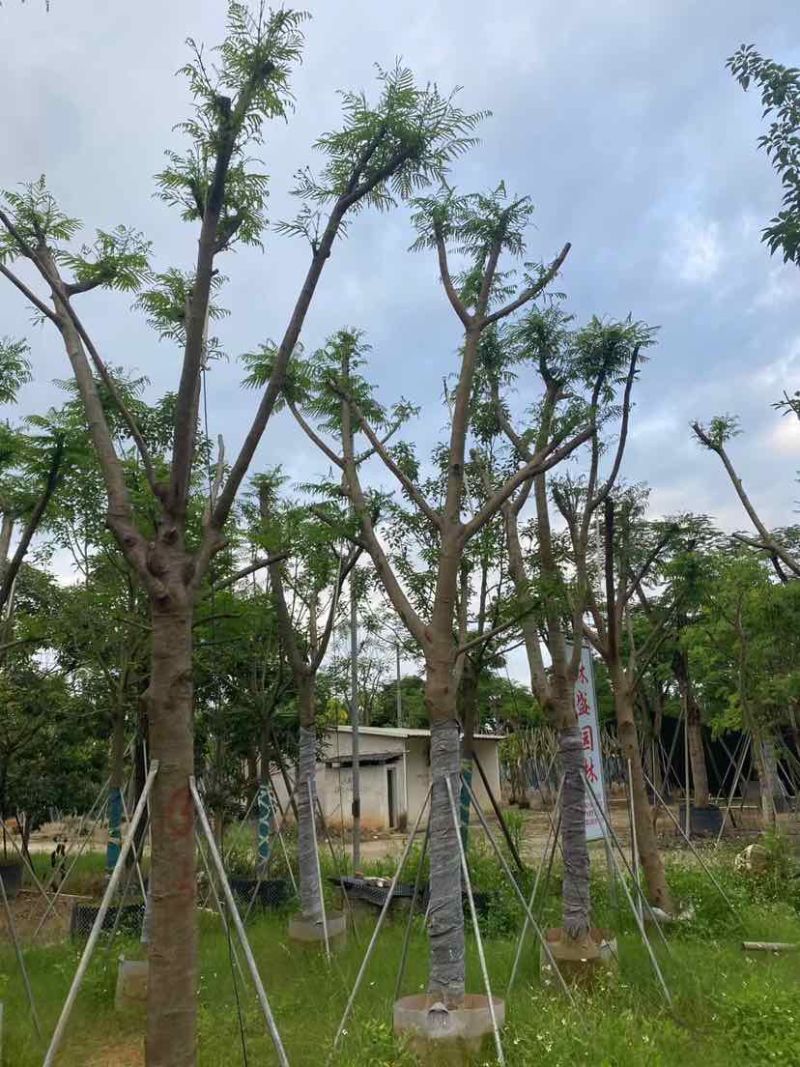 骨架凤凰木基地直销规格规格齐全有需要的老板欢迎来电洽谈