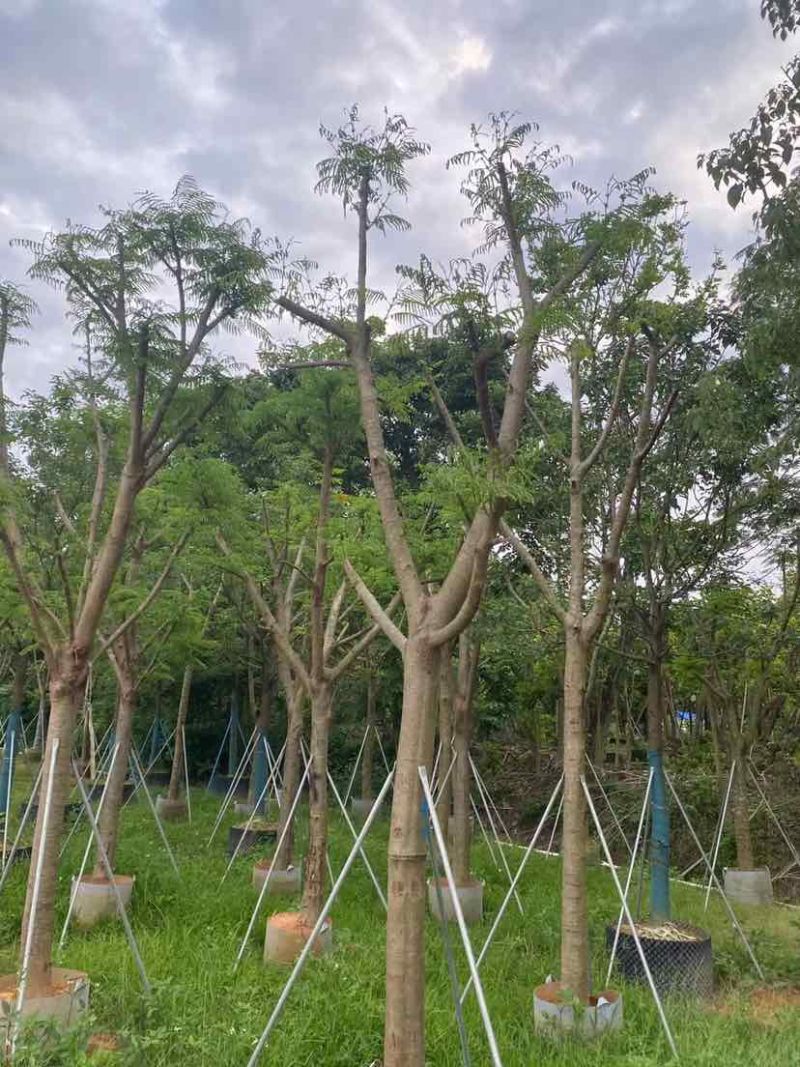 骨架凤凰木基地直销规格规格齐全有需要的老板欢迎来电洽谈