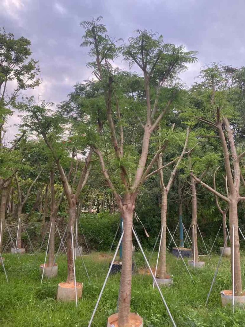 骨架凤凰木基地直销规格规格齐全有需要的老板欢迎来电洽谈