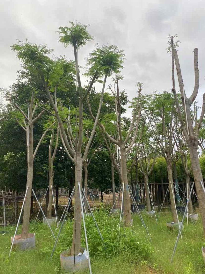 骨架凤凰木基地直销规格规格齐全有需要的老板欢迎来电洽谈