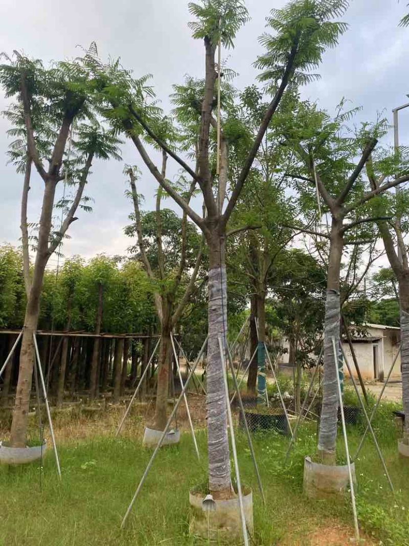 骨架凤凰木基地直销规格规格齐全有需要的老板欢迎来电洽谈