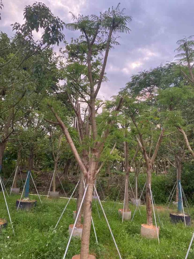 骨架凤凰木基地直销规格规格齐全有需要的老板欢迎来电洽谈