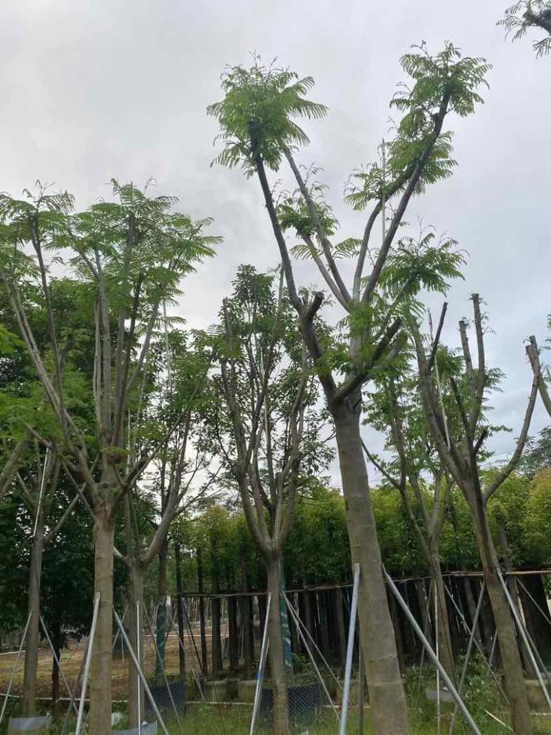 骨架凤凰木基地直销规格规格齐全有需要的老板欢迎来电洽谈