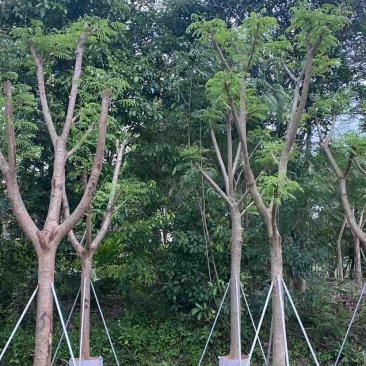 骨架凤凰木基地直销规格规格齐全有需要的老板欢迎来电洽谈