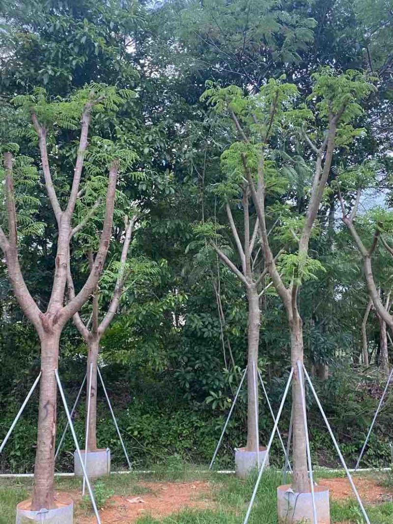 骨架凤凰木基地直销规格规格齐全有需要的老板欢迎来电洽谈