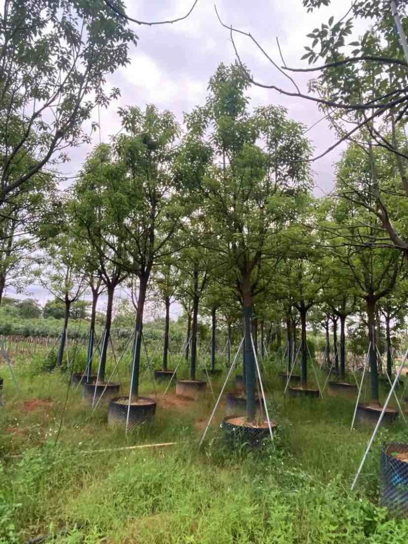 全冠香樟基地直销规格齐全有需要的老板欢迎来电洽谈合作