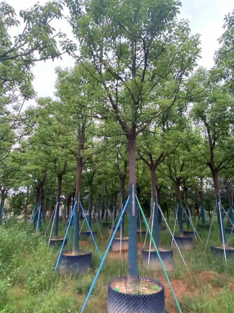 全冠香樟基地直销规格齐全有需要的老板欢迎来电洽谈合作