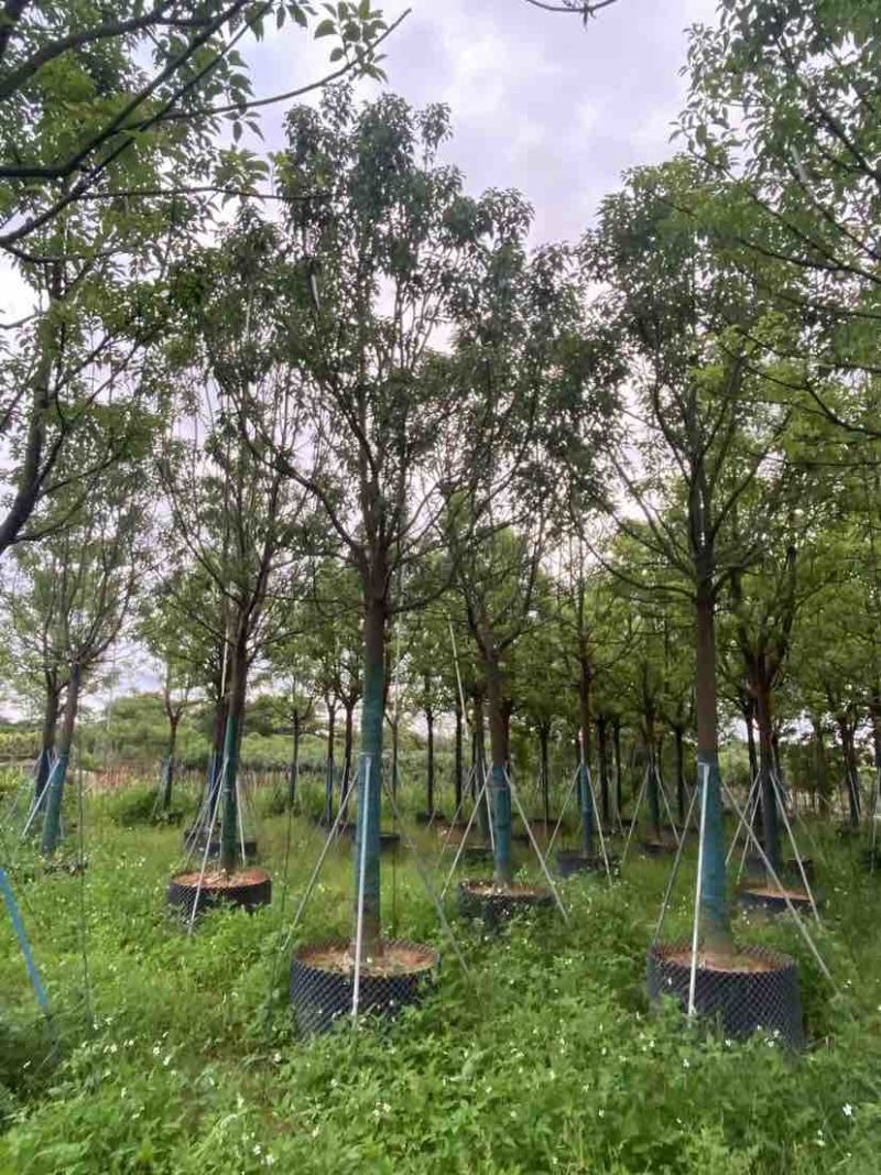 全冠香樟基地直销规格齐全有需要的老板欢迎来电洽谈合作