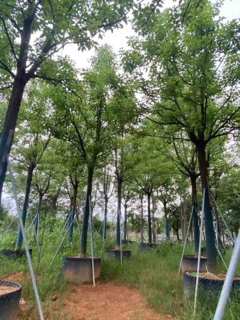 全冠香樟基地直销规格齐全有需要的老板欢迎来电洽谈合作