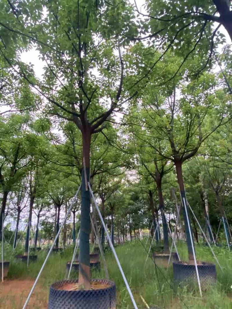 全冠香樟基地直销规格齐全有需要的老板欢迎来电洽谈合作
