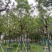 全冠香樟基地直销规格齐全有需要的老板欢迎来电洽谈合作