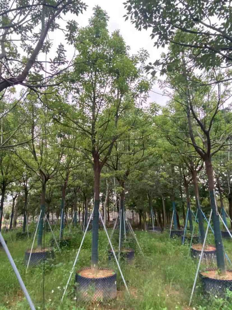 全冠香樟基地直销规格齐全有需要的老板欢迎来电洽谈合作