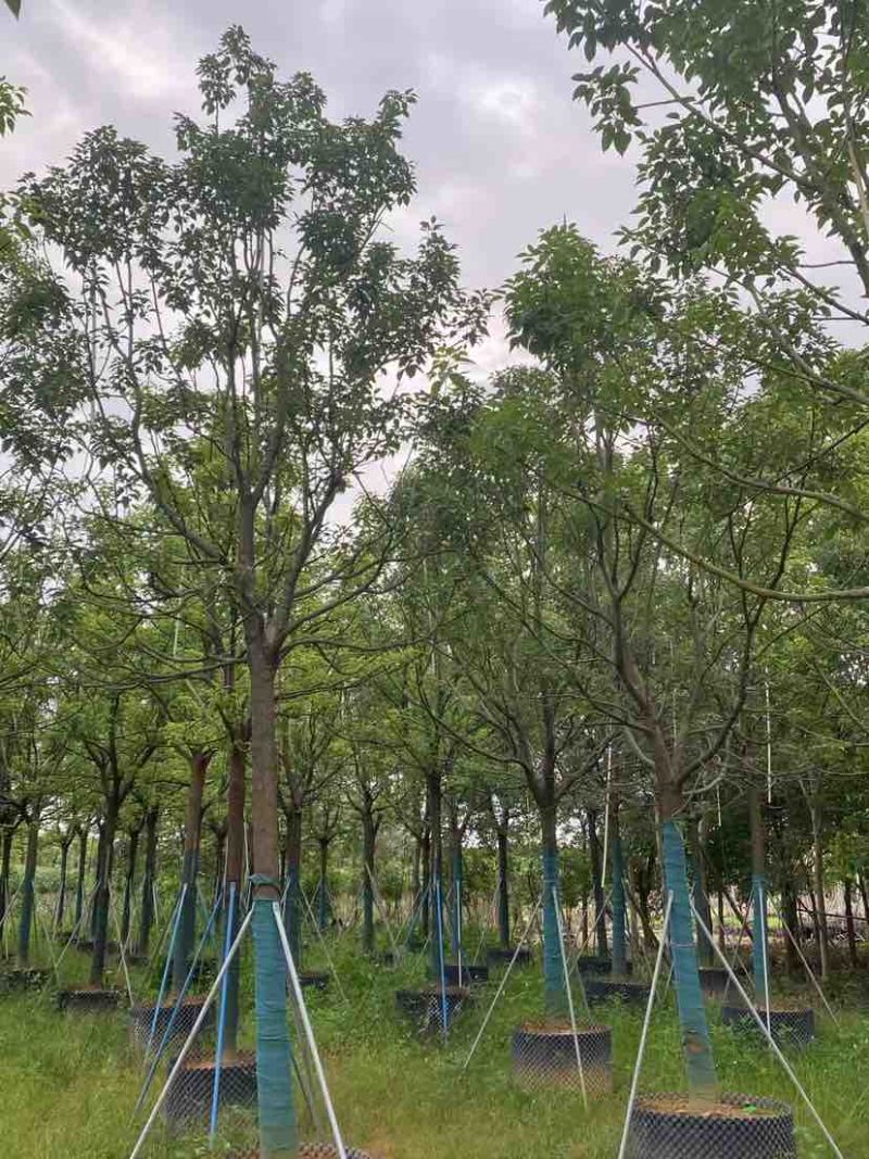 全冠香樟基地直销规格齐全有需要的老板欢迎来电洽谈合作