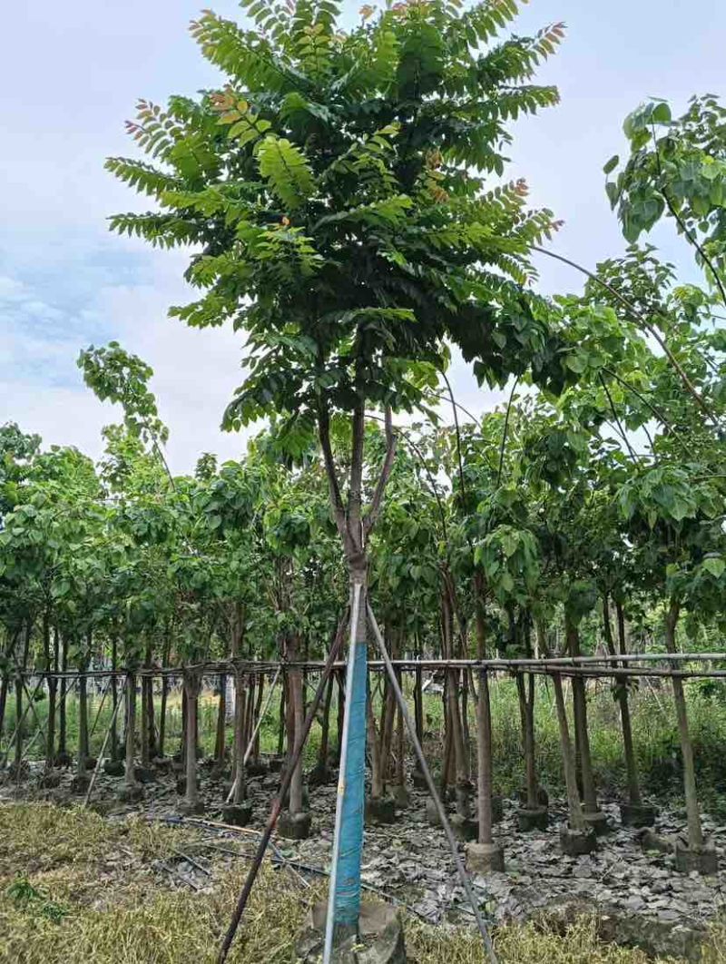 骨架麻楝基地直销规格齐全有需要的老板欢迎来电洽谈合作