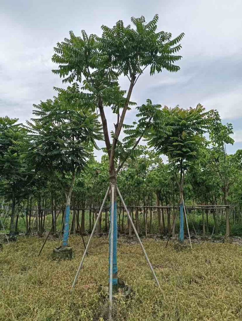 骨架麻楝基地直销规格齐全有需要的老板欢迎来电洽谈合作