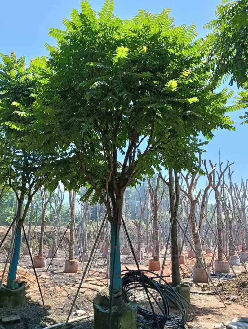 骨架麻楝基地直销规格齐全有需要的老板欢迎来电洽谈合作