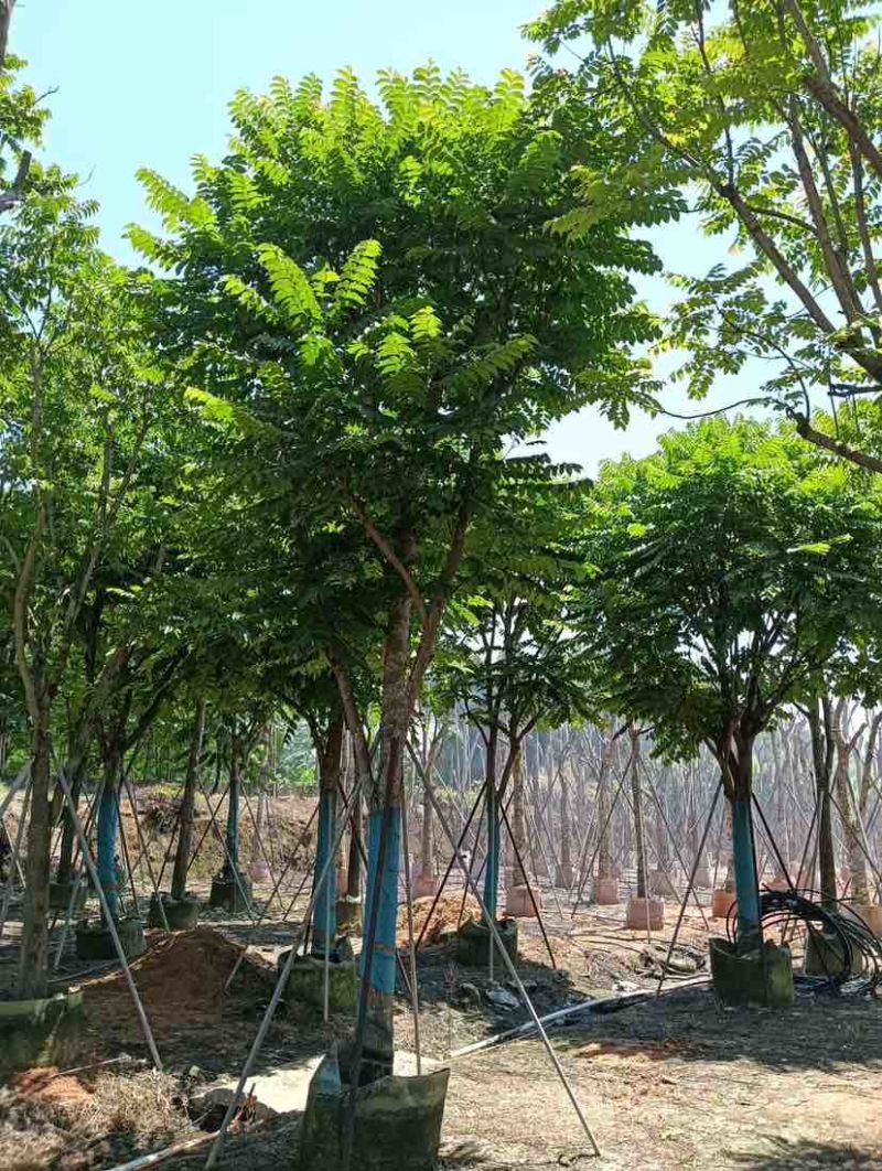 骨架麻楝基地直销规格齐全有需要的老板欢迎来电洽谈合作