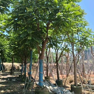 骨架麻楝基地直销规格齐全有需要的老板欢迎来电洽谈合作