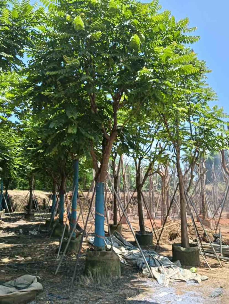 骨架麻楝基地直销规格齐全有需要的老板欢迎来电洽谈合作