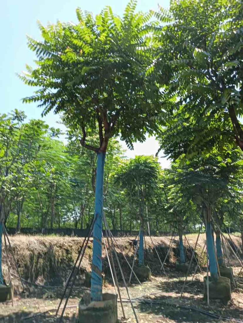 骨架麻楝基地直销规格齐全有需要的老板欢迎来电洽谈合作