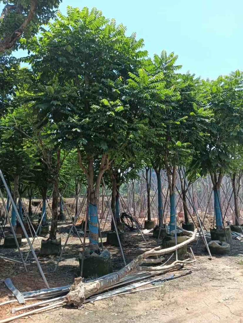 骨架麻楝基地直销规格齐全有需要的老板欢迎来电洽谈合作
