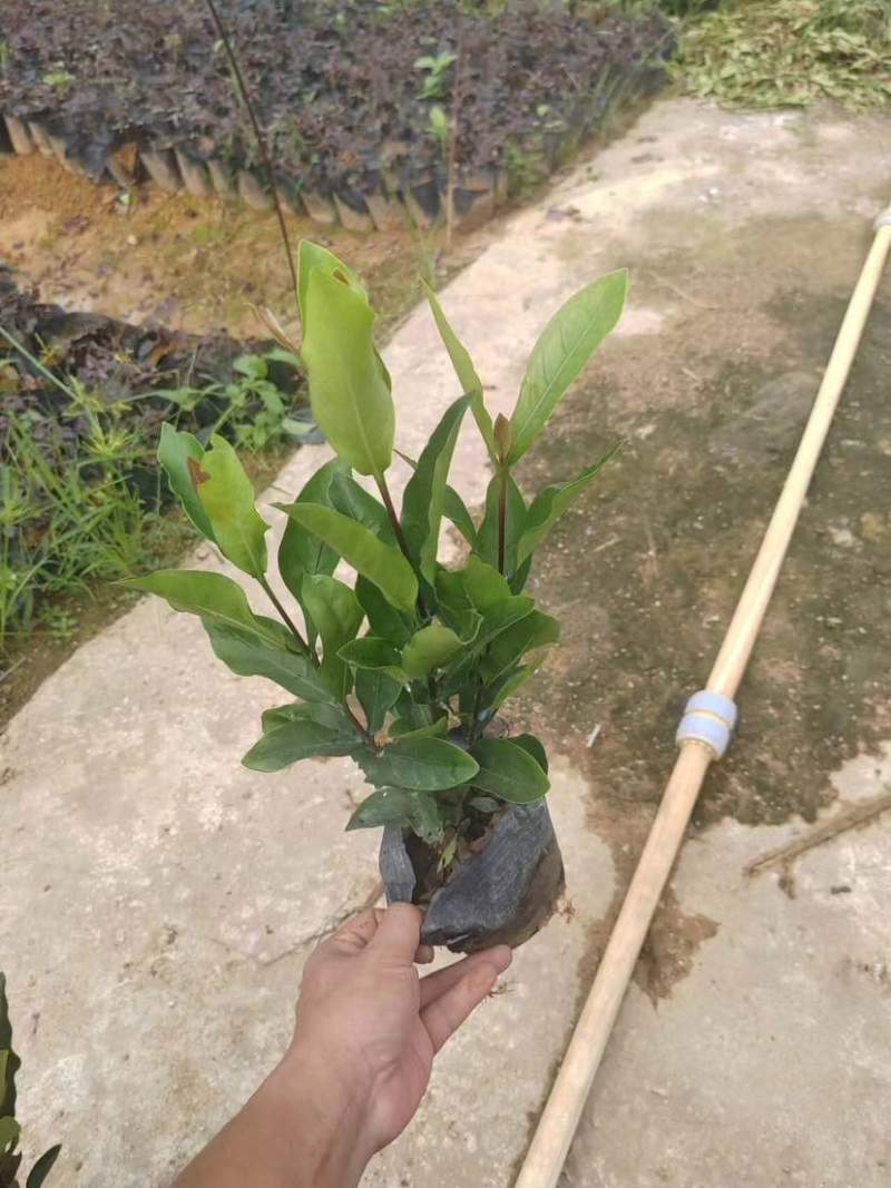 龙船花小袋中袋基地直销质量优质有需要的老板欢迎来电洽谈